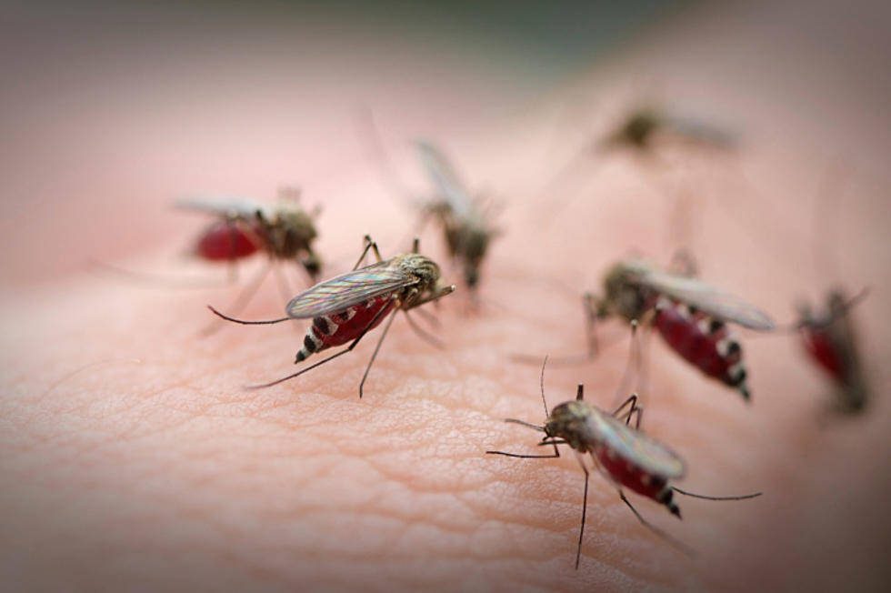 Mosquitoes on a hand